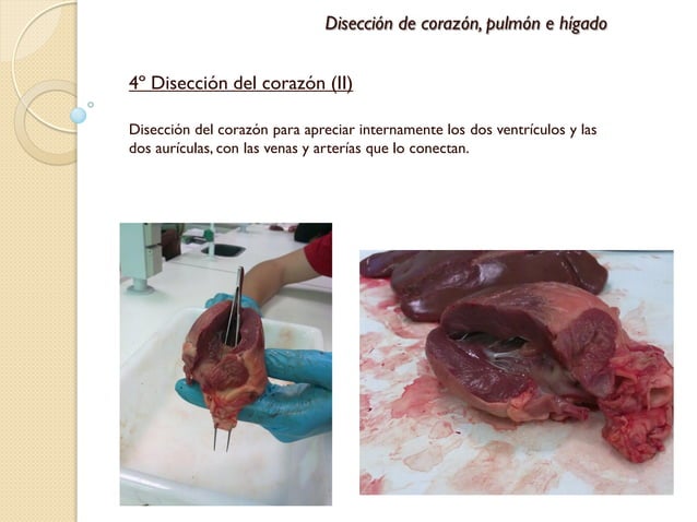 Disección de pulmón, corazón e hígado de cordero