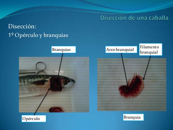 Disección pez óseo caballa Disección pez óseo caballa