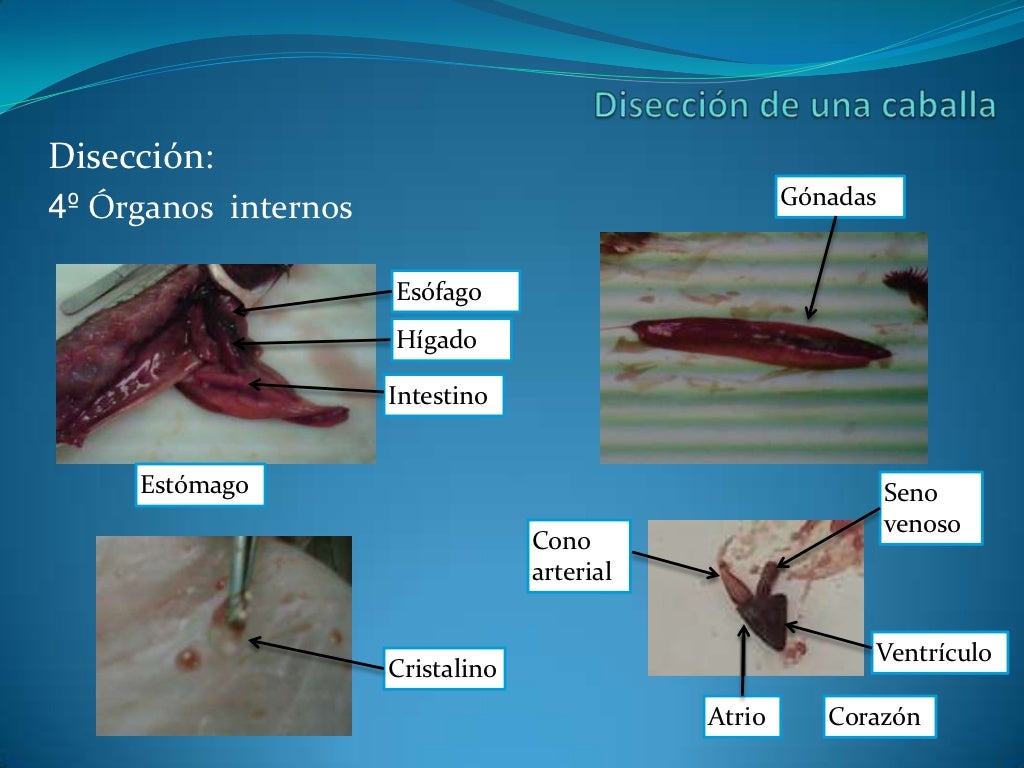 Disección pez óseo caballa Disección pez óseo caballa
