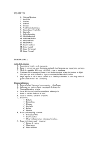 CONCEPTOS

        1.    Sistema Nervioso
        2.    Encéfalo
        3.    Cerebro
        4.    Lóbulos
        5.    Cisuras
        6.    Ventrículos Cerebrales
        7.    Hemisferios Cerebrales
        8.    Cerebelo
        9.    Bulbo Raquídeo
        10.   Médula Espinal
        11.   Corteza Cerebral
        12.   Materia Blanca
        13.   Materia Gris
        14.   Cuerpo Calloso
        15.   Corte Sagital
        16.   Corte Horizontal
        17.   Corte Coronal



METODOLOGÍA

Antes de la práctica:
   1. Conseguir el cerebro en la carnicería.
   2. Lavar el cerebro con agua abundante, quitando bien la sangre que pueda tener por fuera.
   3. Medir la capacidad del frasco, y dividirla en nueve porciones.
   4. Verter en el frasco una porción de formol y siete de agua, la porción restante se dejará
       libre para que no se desborde el líquido cuando se introduzca el cerebro.
   5. Dejar reposar de 8 a 10 días el cerebro en el formol (si el formol se torna muy turbio se
       puede cambiar una o dos veces más).

Durante la Práctica:
   1. Ponerse la bata blanca, así como guantes y cubre bocas.
   2. Colocarse por equipos frente a su charola de disección.
   3. Verter el formol en la tarja.
   4. Sacar del frasco el cerebro cuidando de no romperlo.
   5. Lavar el cerebro al chorro de agua.
   6. Tocar el cerebro y observar la textura.
   7. Localizar:
             Lóbulos
             Hemisferios
             Cisuras
             Cerebelo
             Bulbo
             Medula
   8. Hacer corte sagital y localizar:
             Corteza cerebral
             Cuerpo calloso
             Observar la estructura interna del cerebelo.
   9. Hacer corte transversal y observar:
             Grosor de corteza
             Materia gris
             Materia blanca
 