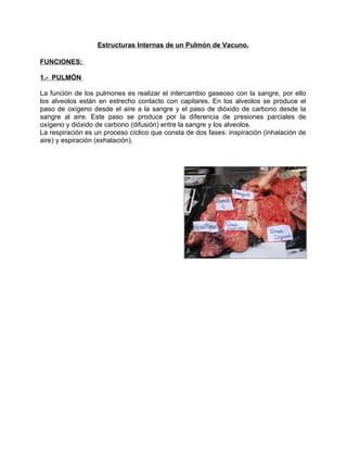 Estructuras Internas de un Pulmón de Vacuno.

FUNCIONES:

1.- PULMÓN

La función de los pulmones es realizar el intercambi...