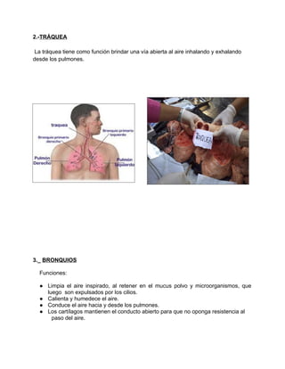 2.-TRÁQUEA

 La tráquea tiene como función brindar una vía abierta al aire inhalando y exhalando
desde los pulmones.




3...