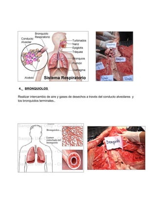 4._ BRONQUIOLOS

Realizar intercambio de aire y gases de desechos a través del conducto alveolares y
los bronquiolos termi...