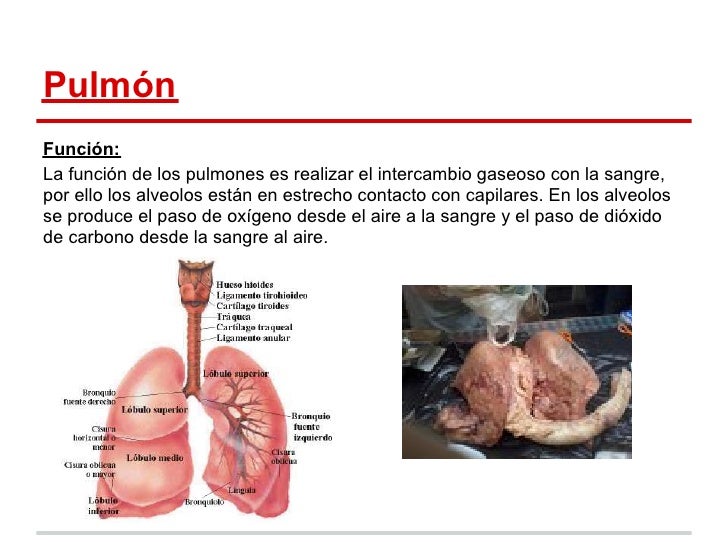 Disección del pulmón de una vaca