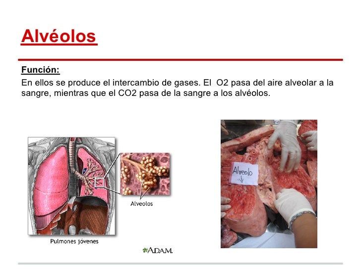 Disección del pulmón de una vaca