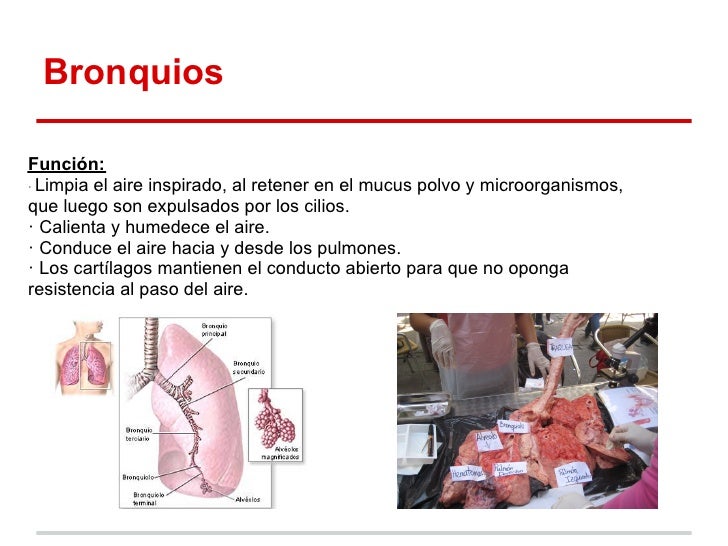 Disección del pulmón de una vaca