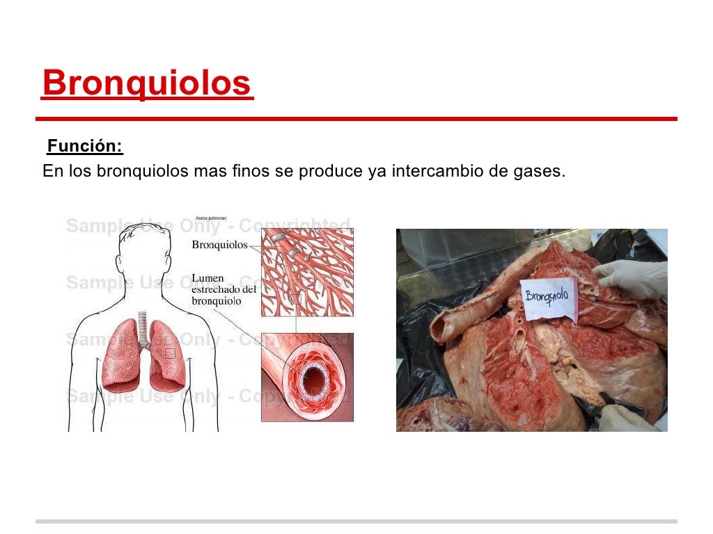 Disección del pulmón de una vaca