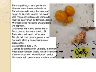 En una gallina, si esta poniendo
Huevos encontraremos hacia la
Parte trasera de los pulmones y a lo
Largo de la parte trasera del ovario,
Una masa consistente de yemas de
Huevos que varían de tamaño, desde
Microscópicos hasta de una pulgada
De espesor.
Las yemas de huevo entran en un
Tubo que se llaman embudo. El
Embudo conduce al oviducto a
Través del cual pasa la yema y se
Forma la clara y posteriormente el
Caparazón.
Este proceso dura 24h.
Cuando se aparea con un gallo, el semen
Puede permanecer viable hasta 4
semanas
Y se almacena en los oviductos, en los
Humanos solo permanece viable unas
48h
 