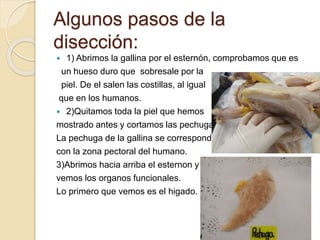 Algunos pasos de la
disección:
 1) Abrimos la gallina por el esternón, comprobamos que es
un hueso duro que sobresale por la
piel. De el salen las costillas, al igual
que en los humanos.
 2)Quitamos toda la piel que hemos
mostrado antes y cortamos las pechugas.
La pechuga de la gallina se corresponde
con la zona pectoral del humano.
3)Abrimos hacia arriba el esternón y
vemos los órganos funcionales.
Lo primero que vemos es el hígado.
 