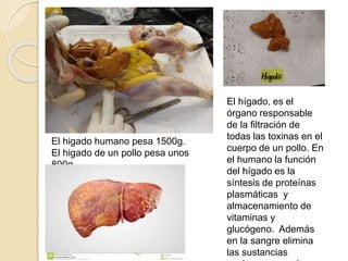El hígado, es el
órgano responsable
de la filtración de
todas las toxinas en el
cuerpo de un pollo. En
el humano la función
del hígado es la
síntesis de proteínas
plasmáticas y
almacenamiento de
vitaminas y
glucógeno. Además
en la sangre elimina
las sustancias
El hígado humano pesa 1500g.
El hígado de un pollo pesa unos 800g.
 