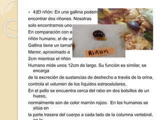  4)El riñón: En una gallina podemos
encontrar dos riñones. Nosotras
solo encontramos uno.
En comparación con el
riñón humano, el de una
Gallina tiene un tamaño
Menor, aproximado a
2cm mientras el riñón
Humano mide unos 12cm de largo. Su función es similar, se encarga
de la excreción de sustancias de deshecho a través de la orina,
controla el volumen de los líquidos extracelulares.
En el pollo se encuentra cerca del rabo en dos bolsillos de un hueso,
normalmente son de color marrón rojizo. En los humanos se sitúa en
la parte trasera del cuerpo a cada lado de la columna vertebral, en la
zona mas baja de la caja torácica.
 