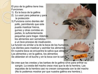 El pico de la gallina tiene tres
Funciones:
1) Es la boca de la gallina
2) Lo usan para pelearse y para
la protección
3) Funciona como dientes del
pollo, permitiendo que este
pueda masticar hierva,
guineo y otras comidas en
partes, lo suficientemente
pequeñas para tragar. Además
los alimentos son sometidos
a un leve proceso de insalivación.
La función es similar a la de la boca de los humanos,
Los dientes para masticar y asimilar los alimentos.
En nuestra boca se encuentra la saliva que ablanda
Los alimentos y en la gallina, los alimentos
Se ablandan en el buche y en la boca con la saliva.
Se cree que las crestas y las barbas de la gallina sirve para enfriar su
sangre. La cresta del macho crece mas que la de la hembra. Las
espuelas de la hembra casi no crecen comparada con la del macho
(No lo podemos mostrar por que nuestra gallina era hembra.).
 