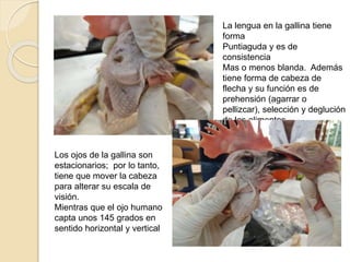 La lengua en la gallina tiene
forma
Puntiaguda y es de
consistencia
Mas o menos blanda. Además
tiene forma de cabeza de
flecha y su función es de
prehensión (agarrar o
pellizcar), selección y deglución
de los alimentos.
Los ojos de la gallina son
estacionarios; por lo tanto,
tiene que mover la cabeza
para alterar su escala de
visión.
Mientras que el ojo humano
capta unos 145 grados en
sentido horizontal y vertical
 