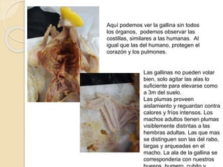 Aquí podemos ver la gallina sin todos
los órganos, podemos observar las
costillas, similares a las humanas. Al
igual que las del humano, protegen el
corazón y los pulmones.
Las gallinas no pueden volar
bien, solo agitar las alas lo
suficiente para elevarse como
a 3m del suelo.
Las plumas proveen
aislamiento y reguardan contra
calores y fríos intensos. Los
machos adultos tienen plumas
visiblemente distintas a las
hembras adultas. Las que mas
se distinguen son las del rabo,
largas y arqueadas en el
macho. La ala de la gallina se
correspondería con nuestros
huesos, humero, cubito y
radio.
 
