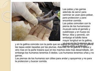 Las patas y las garras
además de servir para
caminar se usan para pelear,
para proteccion y para
encontrar comida.
Las patas coinciden con la
pierna de los humanos(en
musculo seria el gemelo y
cuádriceps y en hueso es
fémur, tibia y peroné), sin
embargo el tobillo tiene
mayor longitud en la gallina,
ya que en los humanos es un
hueso corto y redondo,
y en la gallina coincide con la parte que se queda sin plumas. En la gallina
las tapas están tapadas por las plumas. Además, en la gallina 3 dedos y
otro mas en la parte trasera que en los machos esta mas desarrollado, sin
embargo los humanos tenemos 5 dedos. Los humanos tenemos uñas y no
garras.
Las piernas de los humanos son útiles para andar y apoyarnos y no para
la proteccion y buscar comida.
 