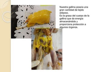Nuestra gallina poseía una
gran cantidad de tejido
adiposo.
Es la grasa del cuerpo de la
gallina que da energía
almacenándola y
proporciona protección a
algunos órganos.
 