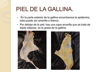 PIEL DE LA GALLINA.
 En la parte exterior de la gallina encontramos la epidermis,
esta puede ser amarilla o blanca.
 Por debajo de la piel, hay una capa amarilla que se trata de
tejido adiposo, es la grasa de la gallina.
 