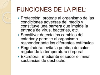 FUNCIONES DE LA PIEL:
 Protección: protege al organismo de las
condiciones adversas del medio y
constituye una barrera que impide la
entrada de virus, bacterias, etc.
 Sensitiva: detecta los cambios del
exterior y permite al organismo
responder ante los diferentes estímulos.
 Reguladora: evita la perdida de calor,
regulando la temperatura corporal.
 Excretora: mediante el sudor elimina
sustancias de deshecho.
 
