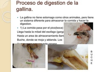 Proceso de digestión de la
gallina.
 La gallina no tiene estomago como otros animales, pero tiene
un sistema diferente para almacenar la comida y hacer la
digestión.
 1) La comida pasa por el pico(boca) y
Llega hasta la mitad del esófago (garganta)
Hasta un área de almacenamiento llamada
Buche, donde se moja y ablanda. Los
Humanos no poseen este órgano.
B
U
C
H
E
 