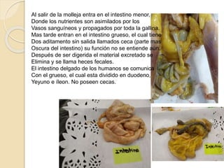 Al salir de la molleja entra en el intestino menor,
Donde los nutrientes son asimilados por los
Vasos sanguíneos y propagados por toda la gallina.
Mas tarde entran en el intestino grueso, el cual
tiene
Dos aditamento sin salida llamados ceca (parte
mas
Oscura del intestino) su función no se entiende aún.
Después de ser digerida el material excretado se
Elimina y se llama heces fecales.
El intestino delgado de los humanos se comunica
Con el grueso, el cual esta dividido en duodeno,
Yeyuno e íleon. No poseen cecas.
 