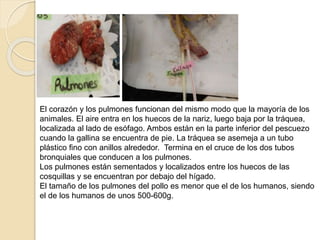 El corazón y los pulmones funcionan del mismo modo que la mayoría de los
animales. El aire entra en los huecos de la nariz, luego baja por la tráquea,
localizada al lado de esófago. Ambos están en la parte inferior del pescuezo
cuando la gallina se encuentra de pie. La tráquea se asemeja a un tubo
plástico fino con anillos alrededor. Termina en el cruce de los dos tubos
bronquiales que conducen a los pulmones.
Los pulmones están sementados y localizados entre los huecos de las
cosquillas y se encuentran por debajo del hígado.
El tamaño de los pulmones del pollo es menor que el de los humanos, siendo
el de los humanos de unos 500-600g.
 