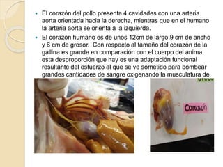  El corazón del pollo presenta 4 cavidades con una arteria
aorta orientada hacia la derecha, mientras que en el humano
la arteria aorta se orienta a la izquierda.
 El corazón humano es de unos 12cm de largo,9 cm de ancho
y 6 cm de grosor. Con respecto al tamaño del corazón de la
gallina es grande en comparación con el cuerpo del anima,
esta desproporción que hay es una adaptación funcional
resultante del esfuerzo al que se ve sometido para bombear
grandes cantidades de sangre oxigenando la musculatura de
las alas.
 