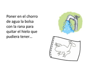 Poner en el chorro
de agua la bolsa
con la rana para
quitar el hielo que
pudiera tener…
 