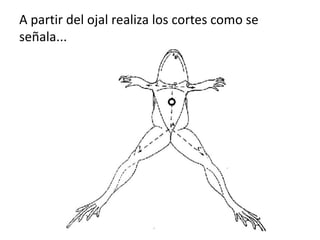 A partir del ojal realiza los cortes como se
señala...
 