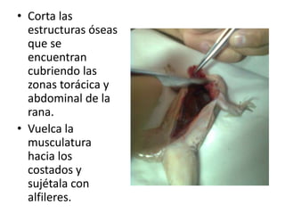 • Corta las
estructuras óseas
que se
encuentran
cubriendo las
zonas torácica y
abdominal de la
rana.
• Vuelca la
musculatura
hacia los
costados y
sujétala con
alfileres.
 