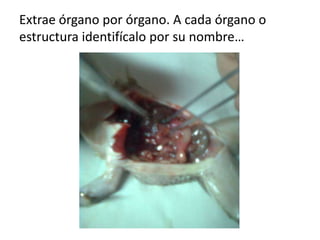 Extrae órgano por órgano. A cada órgano o
estructura identifícalo por su nombre…
 