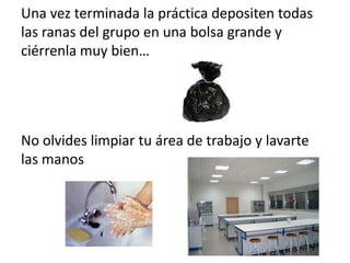 Una vez terminada la práctica depositen todas
las ranas del grupo en una bolsa grande y
ciérrenla muy bien…
No olvides limpiar tu área de trabajo y lavarte
las manos
 