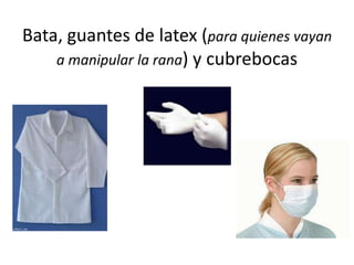 Bata, guantes de latex (para quienes vayan
a manipular la rana) y cubrebocas
 
