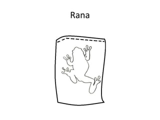 Rana
 