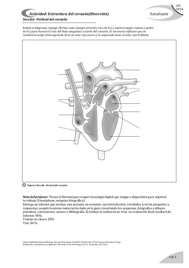 Disección de un corazón. guía