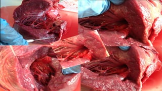 DISECCIÓN DE UN CORAZÓN, PROCEDIMIENTOS Y PASOS