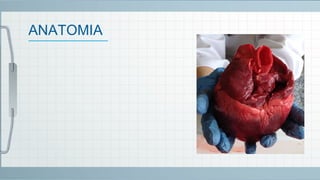 ANATOMIA
 