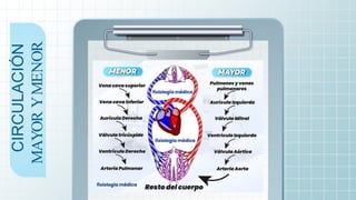 CIRCULACIÓN
MAYOR
Y
MENOR
 