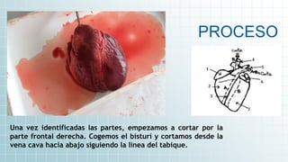 PROCESO
Una vez identificadas las partes, empezamos a cortar por la
parte frontal derecha. Cogemos el bisturí y cortamos desde la
vena cava hacia abajo siguiendo la linea del tabique.
 