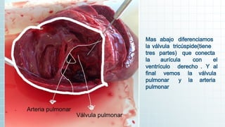 Mas abajo diferenciamos
la válvula tricúspide(tiene
tres partes) que conecta
la aurícula con el
ventrículo derecho . Y al
final vemos la válvula
pulmonar y la arteria
pulmonar
 
