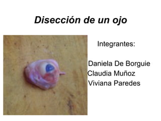 Disección de un ojo Integrantes:  Daniela De Borguie Claudia Muñoz Viviana Paredes 
