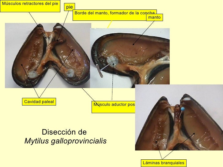 Resultado de imagen de cavidad paleal moluscos