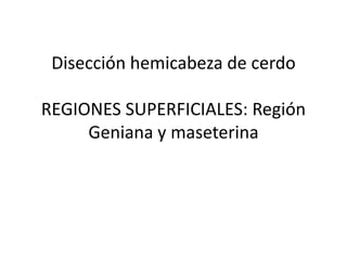 Disección hemicabeza de cerdo
REGIONES SUPERFICIALES: Región
Geniana y maseterina
 