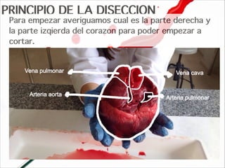 PRINCIPIO DE LA DISECCION
Para empezar averiguamos cual es la parte derecha y
la parte izqierda del corazon para poder empezar a
cortar.
 