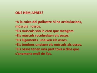 QUÈ HEM APRÈS?

•A la cuixa del pollastre hi ha articulacions,
músculs i ossos.
•Els músculs són la carn que mengem.
•Els músculs recobreixen els ossos.
•Els lligaments uneixen els ossos.
•Els tendons uneixen els músculs als ossos.
•Els ossos tenen una part tova a dins que
s’anomena moll de l’os.
 