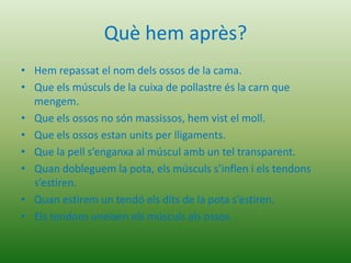 Què hem après?
• Hem repassat el nom dels ossos de la cama.
• Que els músculs de la cuixa de pollastre és la carn que
  mengem.
• Que els ossos no són massissos, hem vist el moll.
• Que els ossos estan units per lligaments.
• Que la pell s’enganxa al múscul amb un tel transparent.
• Quan dobleguem la pota, els músculs s’inflen i els tendons
  s’estiren.
• Quan estirem un tendó els dits de la pota s’estiren.
• Els tendons uneixen els músculs als ossos.
 