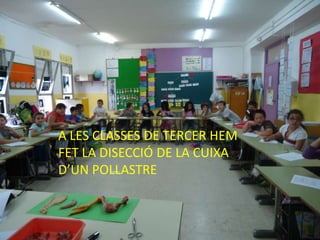 A LES CLASSES DE TERCER HEM
FET LA DISECCIÓ DE LA CUIXA
D’UN POLLASTRE
 
