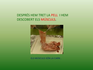 DESPRÉS HEM TRET LA PELL I HEM
DESCOBERT ELS MÚSCULS.




        ELS MÚSCULS SÓN LA CARN .
 