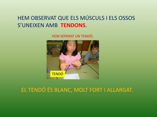 HEM OBSERVAT QUE ELS MÚSCULS I ELS OSSOS
S’UNEIXEN AMB TENDONS.
           HEM SEPARAT UN TENDÓ.




           TENDÓ



 EL TENDÓ ÉS BLANC, MOLT FORT I ALLARGAT.
 