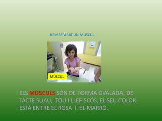 HEM SEPARAT UN MÚSCUL.




          MÚSCUL



ELS MÚSCULS SÓN DE FORMA OVALADA, DE
TACTE SUAU, TOU I LLEFISCÓS, EL SEU COLOR
ESTÀ ENTRE EL ROSA I EL MARRÓ.
 