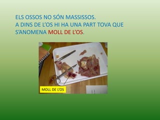 ELS OSSOS NO SÓN MASSISSOS.
A DINS DE L’OS HI HA UNA PART TOVA QUE
S’ANOMENA MOLL DE L’OS.




         MOLL DE L’OS
 